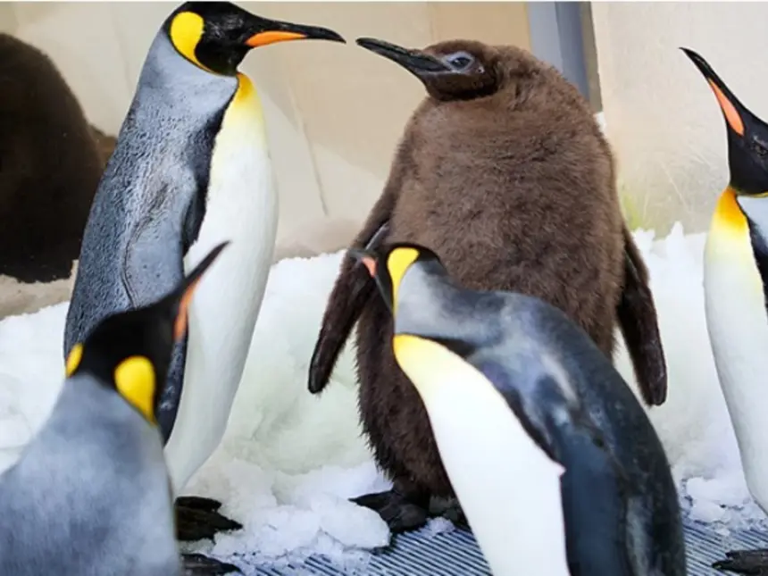 Pingüinos de Long Island fueron resguardados en interiores por frío extremo en Estados Unidos siguiendo protocolos de bienestar animal.