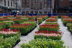 Día de los Tulipanes en Washington D.C. con más de 100 mil flores que impulsan turismo y cultura en primavera anual.