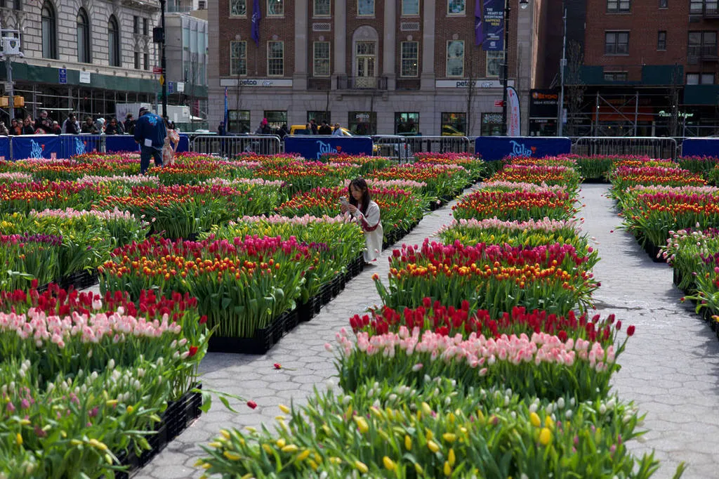 Día de los Tulipanes en Washington D.C. con más de 100 mil flores que impulsan turismo y cultura en primavera anual.