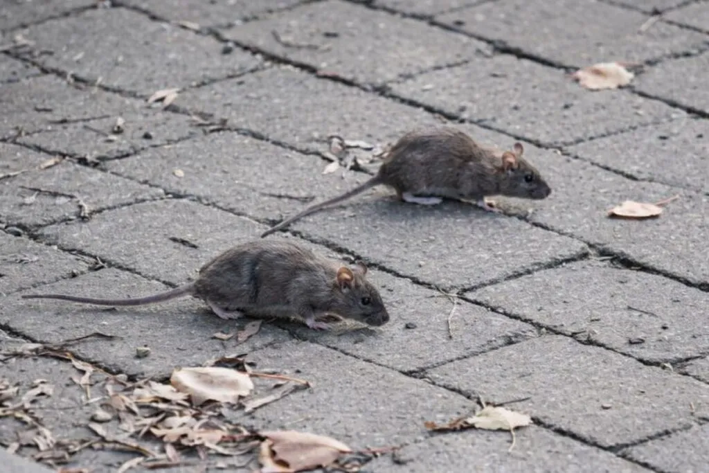 Nueva York refuerza medidas contra ratas en NYC con nuevos contenedores urbanos