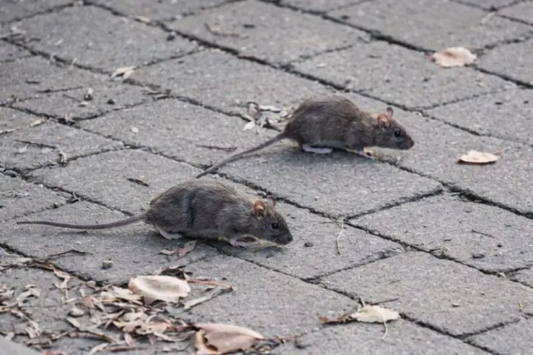 Nueva York refuerza medidas contra ratas en NYC con nuevos contenedores urbanos