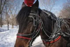 Mexicano cumple sueño americano en Nueva York recorriendo Manhattan en carruaje tradicional