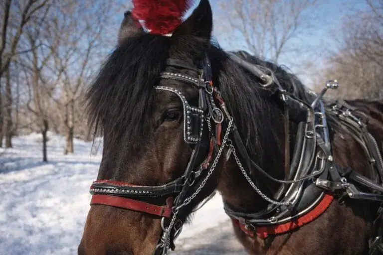 Mexicano cumple sueño americano en Nueva York recorriendo Manhattan en carruaje tradicional