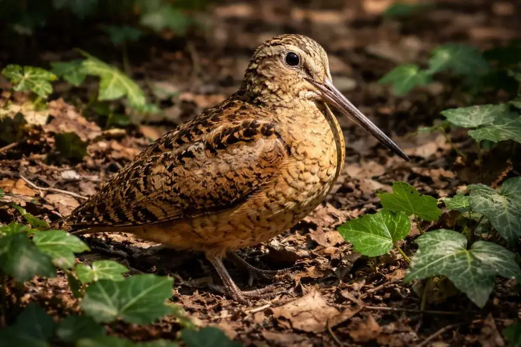 Avistamiento de ave en Nueva York genera interés ciudadano y refleja interacción creciente entre naturaleza y vida urbana en 2026