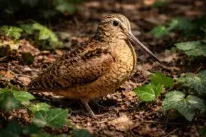 Avistamiento de ave en Nueva York genera interés ciudadano y refleja interacción creciente entre naturaleza y vida urbana en 2026