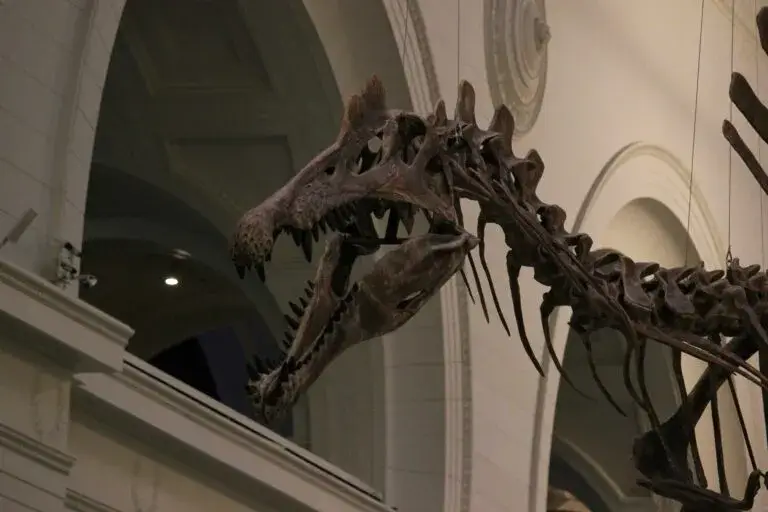 T Rex exhibido en Nueva York previo a subasta millonaria organizada por Sotheby’s