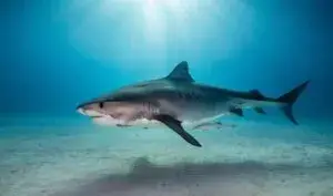 tiburón en Nueva York