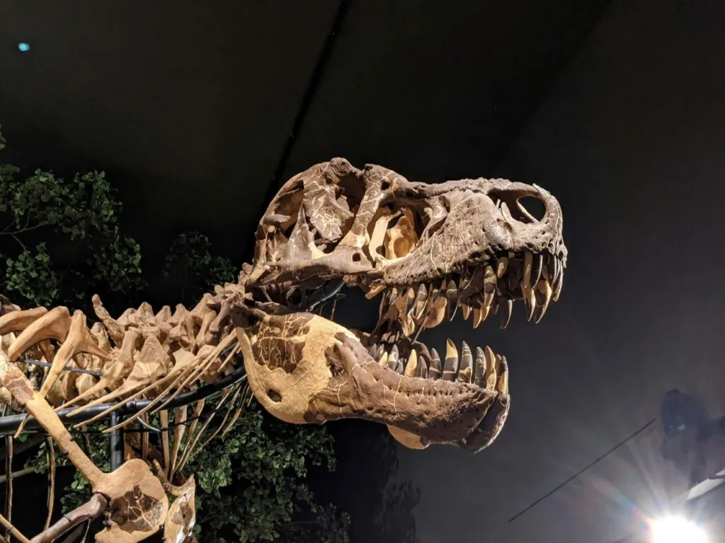 Subasta de T. rex Gus en Nueva York con uno de los fósiles más completos valuado entre 20 y 30 millones de dólares.