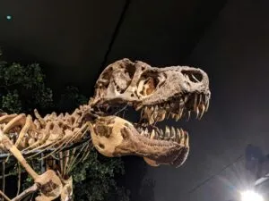 Subasta de T. rex Gus en Nueva York con uno de los fósiles más completos valuado entre 20 y 30 millones de dólares.
