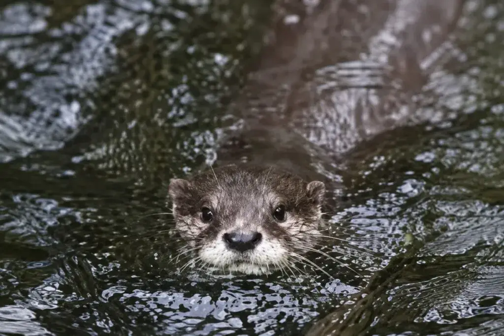 Nutria de río reaparece en Nueva York tras casi 100 años sin registros en el Bronx River.