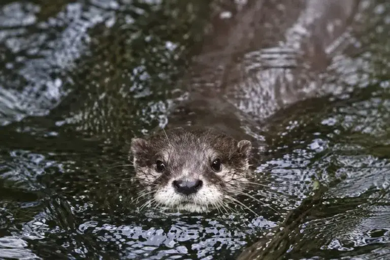Nutria de río reaparece en Nueva York tras casi 100 años sin registros en el Bronx River.