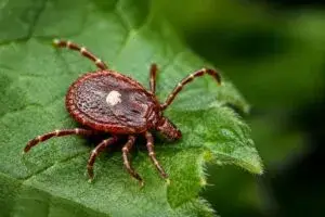 Virus Bourbon en Nueva York con prevención ante picaduras de garrapatas y vigilancia sanitaria