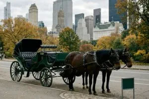 Carruajes de caballos recorren Central Park antes de la prohibición aprobada por la ciudad de Nueva York.