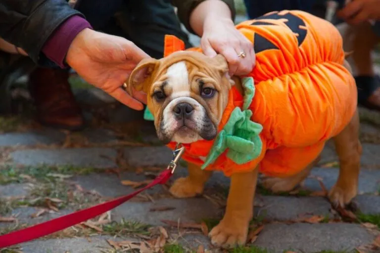 Perros con disfraces de Halloween recorren el East Village durante el desfile de Tompkins Square en Nueva York.