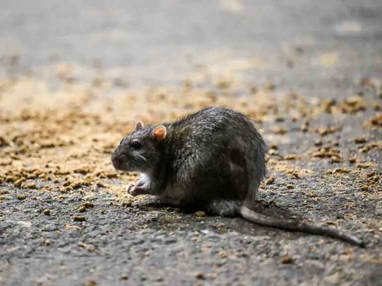 Rata caminando por una acera de Nueva York cerca de bolsas de basura y edificios urbanos.